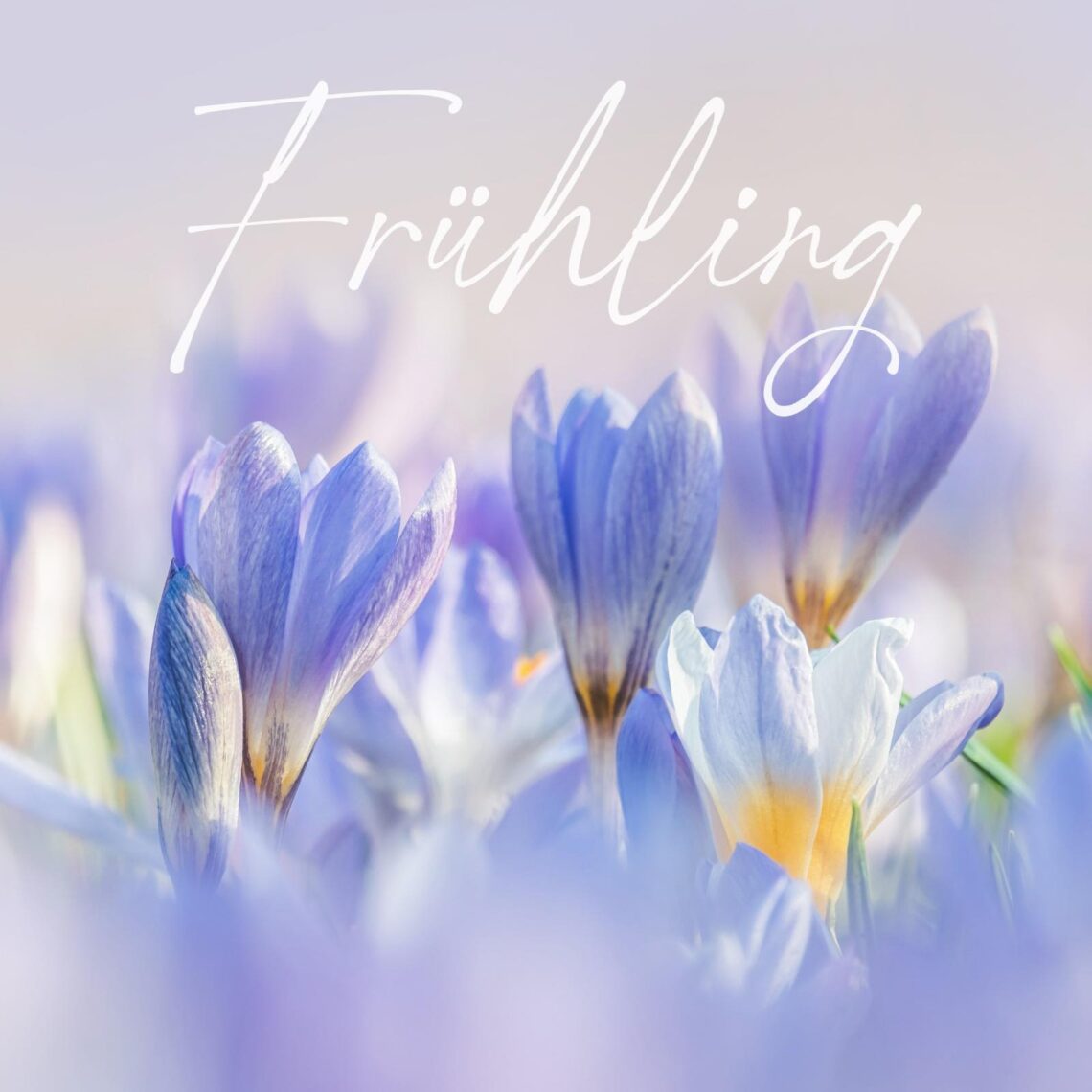 Mit einem Schwungvollen Schriftzug steht Frühling auf einem Lila Hintergrund mit Krokussen.