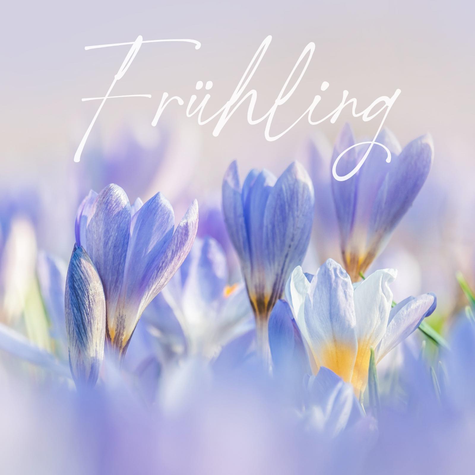 Mit einem Schwungvollen Schriftzug steht Frühling auf einem Lila Hintergrund mit Krokussen.